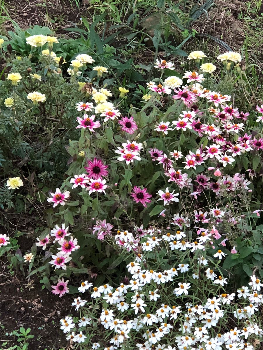 秋のフルール公園