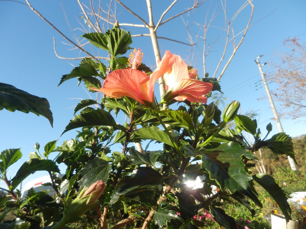 寄せ植え　ハイビスカス