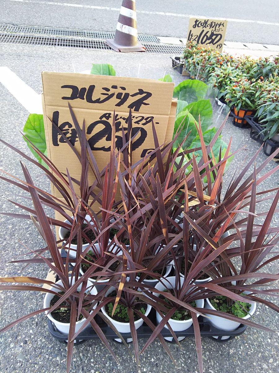 激安のお花屋？　八百屋？