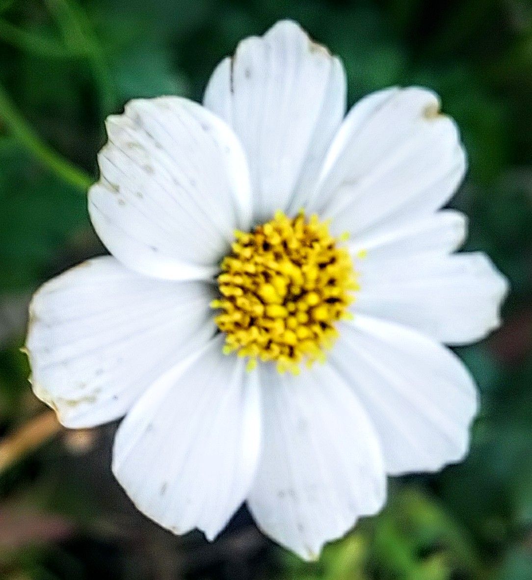 函館で咲く花