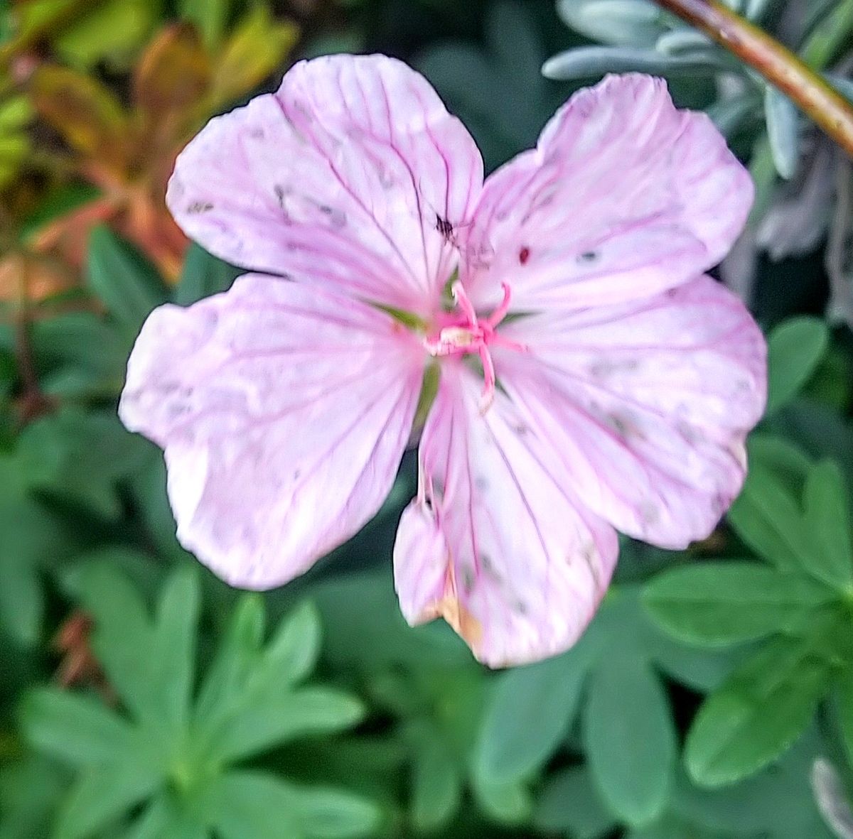 函館で咲く花