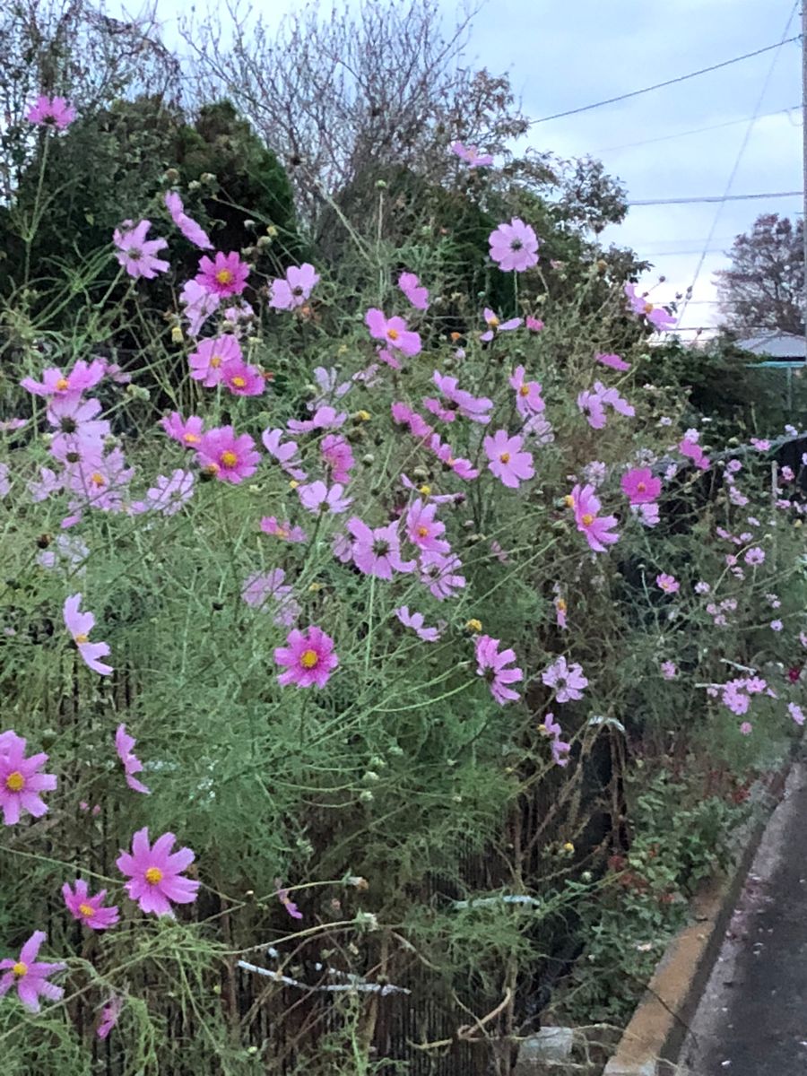 夕暮れの皇帝ダリア