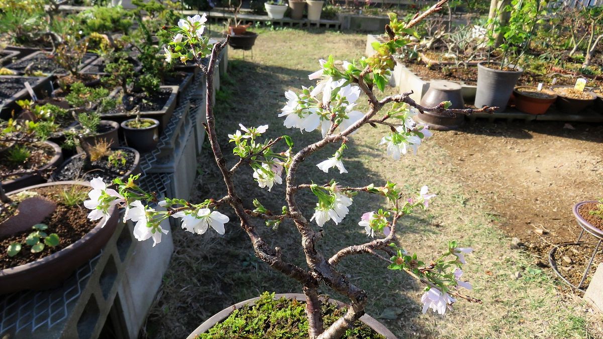 最近連れ帰った花－十月桜