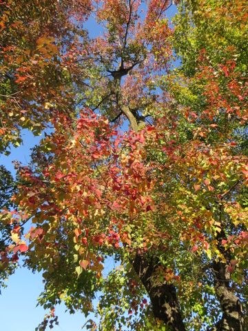 公園の紅葉　＼(^o^)／♬