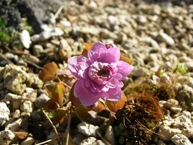 次々と咲く花　１