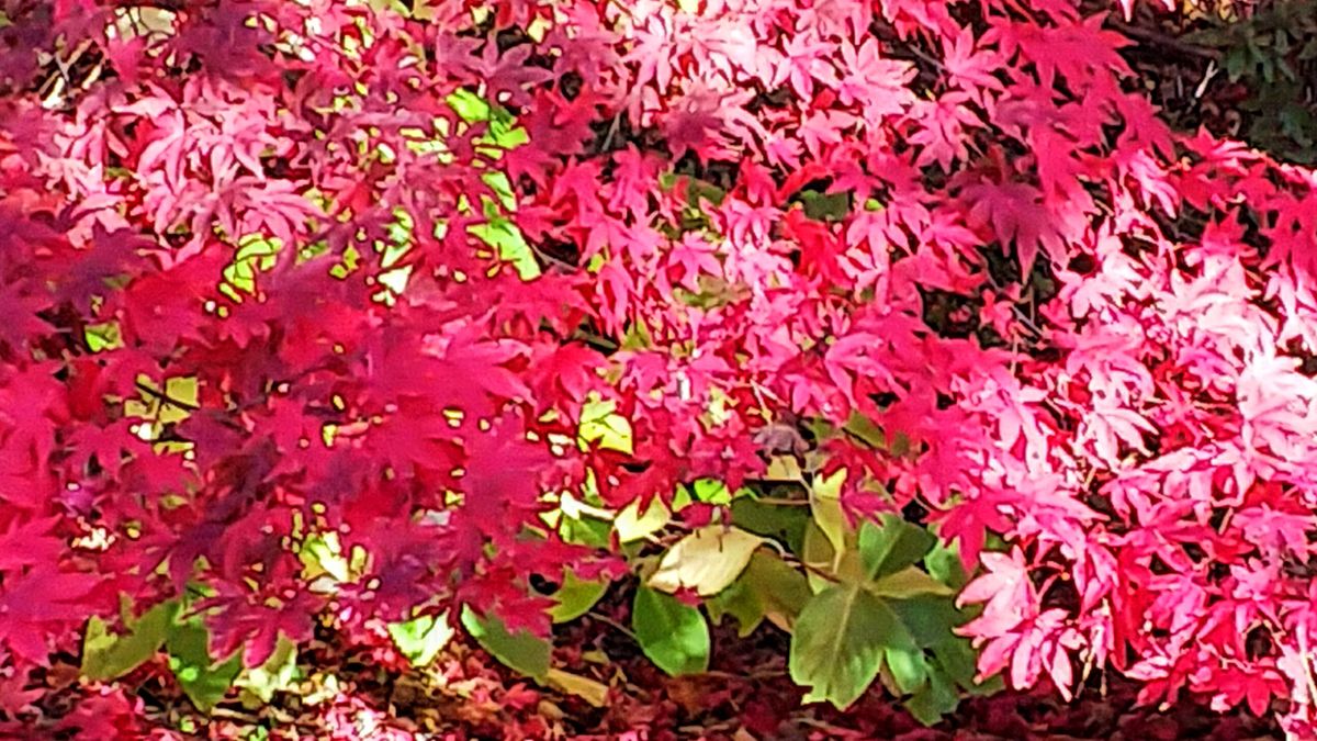 函館公園の紅葉🍁