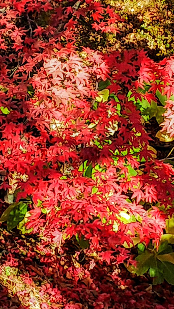 函館公園の紅葉🍁