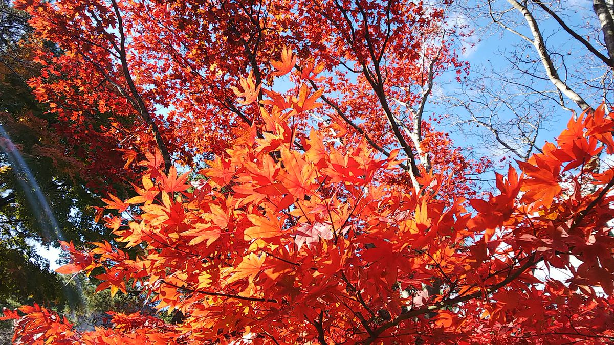 函館公園の紅葉🍁