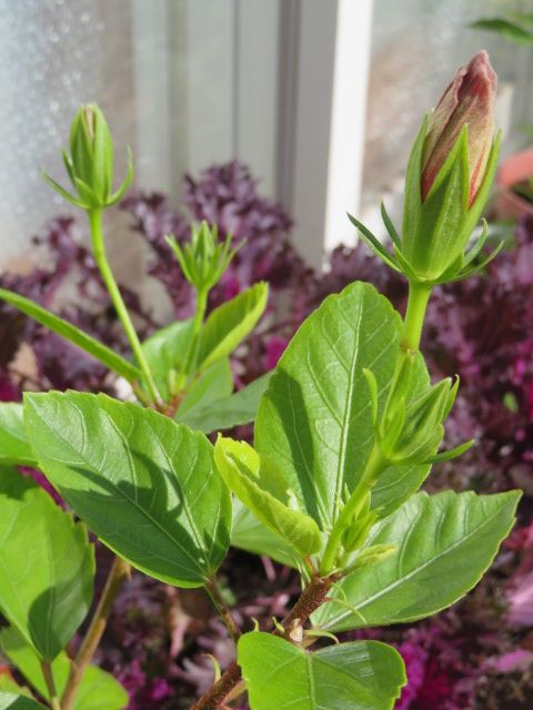 イチゴを植え替えました。