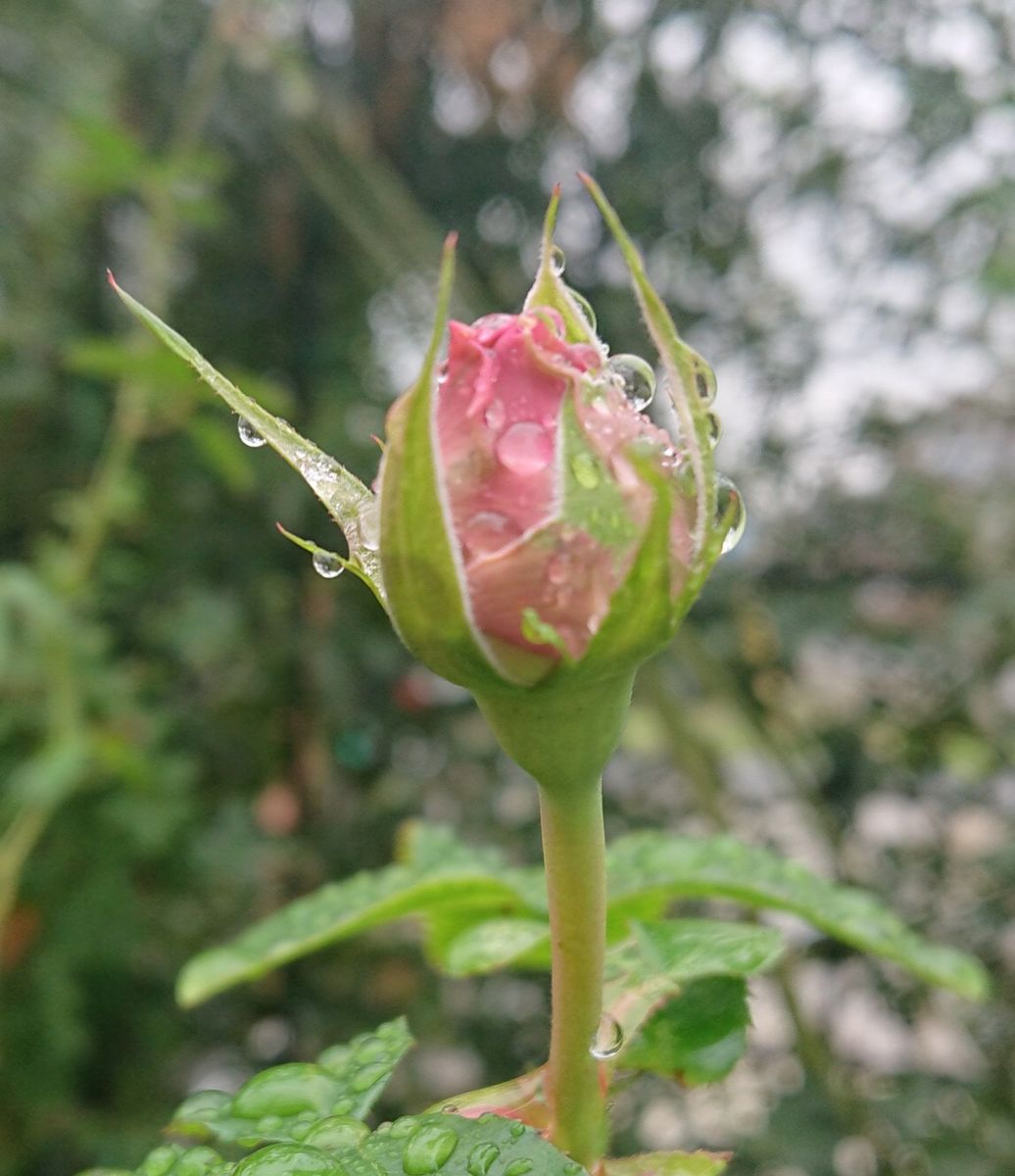 雨上がりの朝のお庭から～