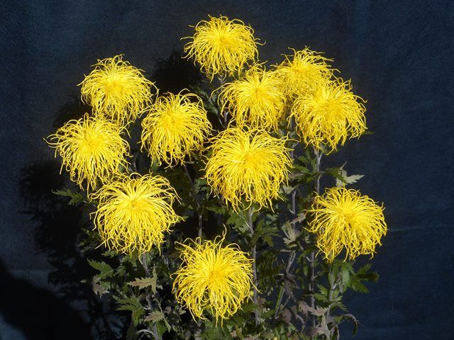 伊勢菊・玉章の別株