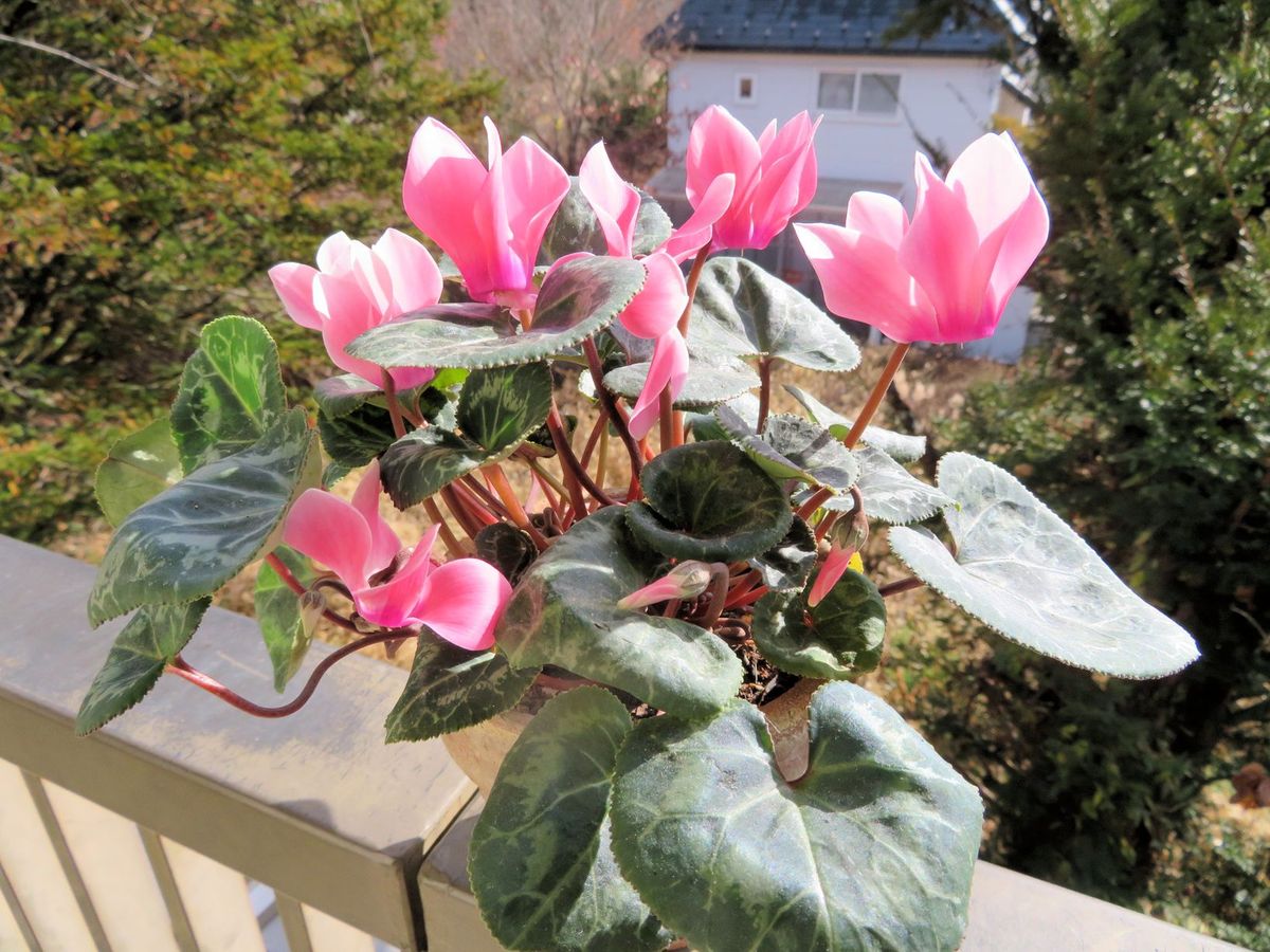 今日の花　('18.11.21)