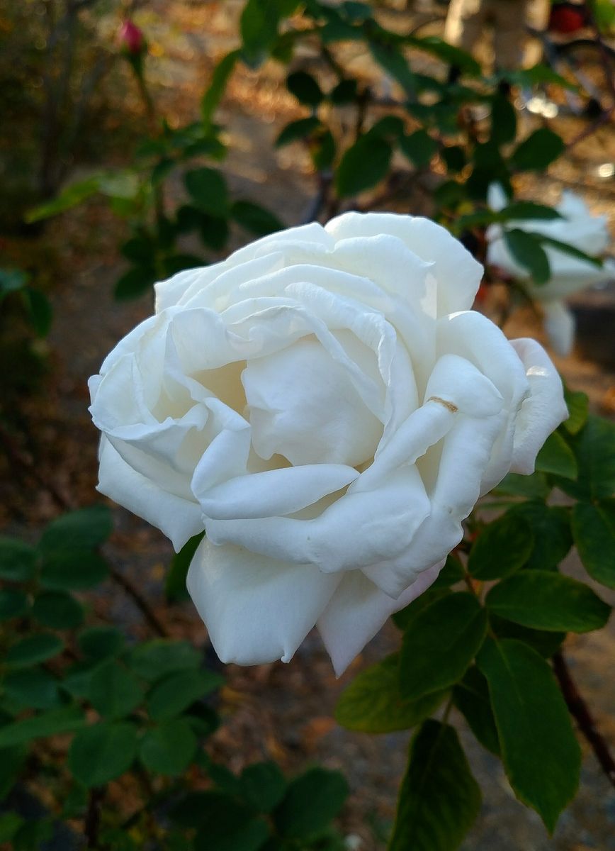 😥最後の🌹薔薇🌹です！