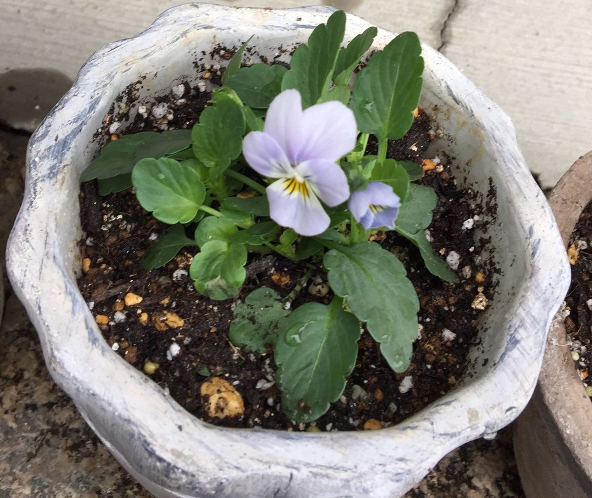 今日の花