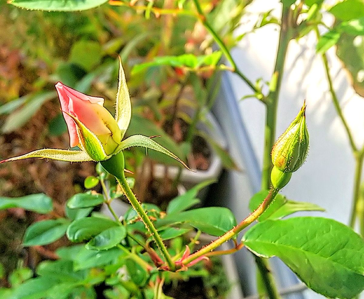 今日の朝薔薇🌹