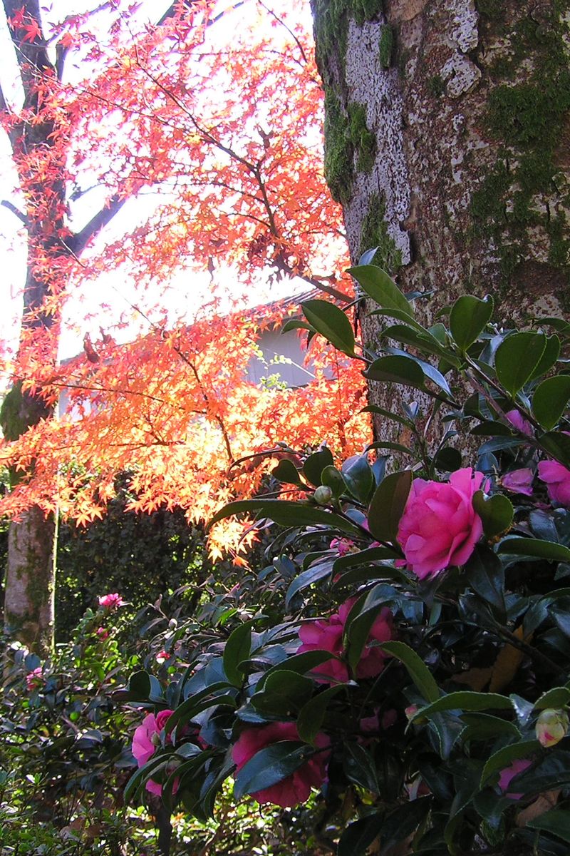 丸岡城の秋模様