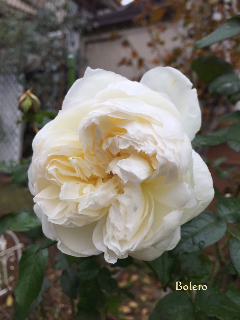 バードバス花壇のバラ((ε( ･ 8 ･ )з))ﾋﾟﾖﾋﾟﾖ