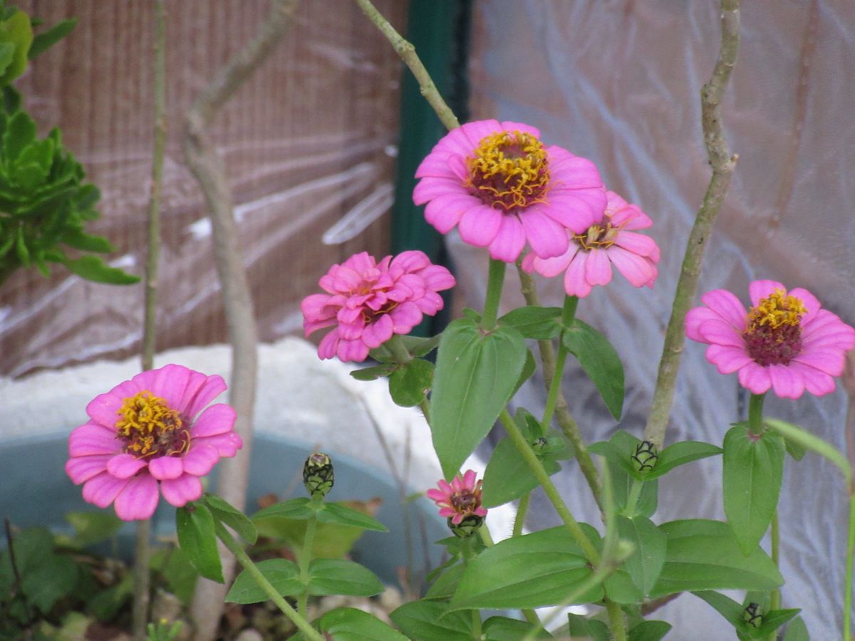 由愛(ゆめ)の花日記♪