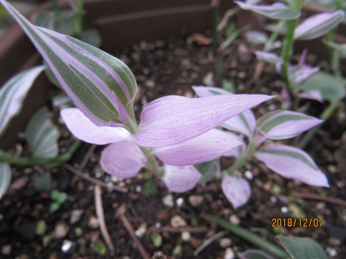 今日の　トラカン　観葉植物　として　12/7