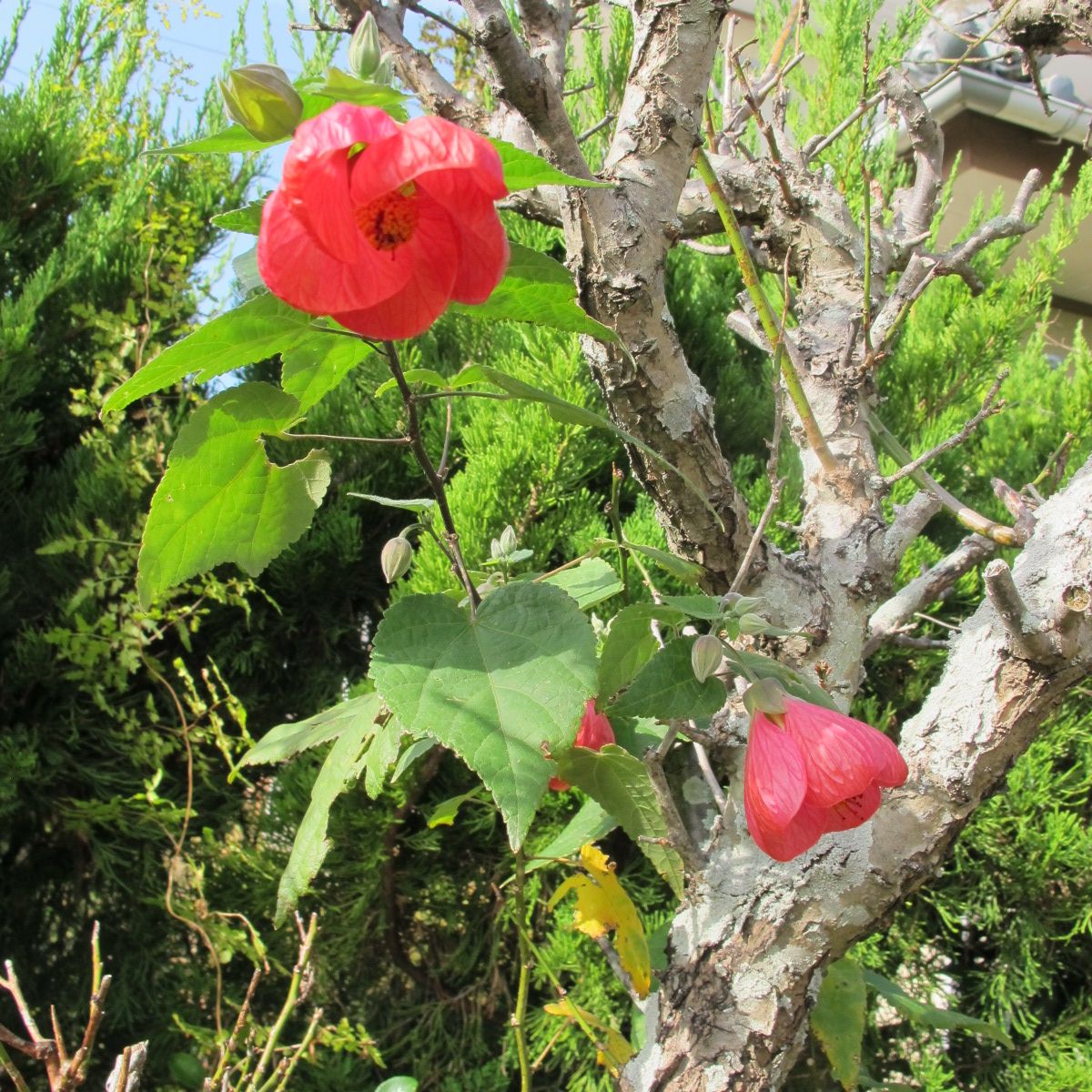 庭の花