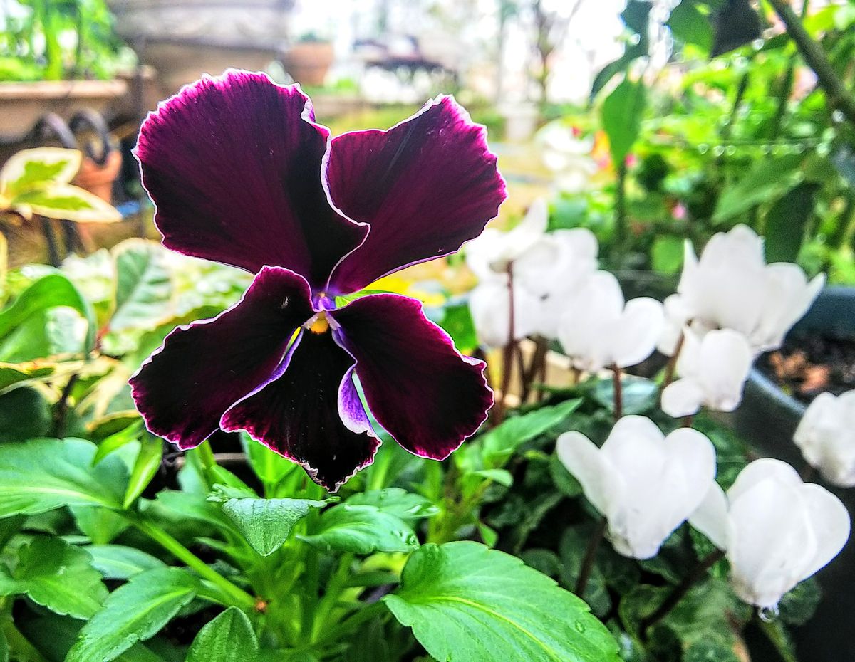 雨上がりの花たち③