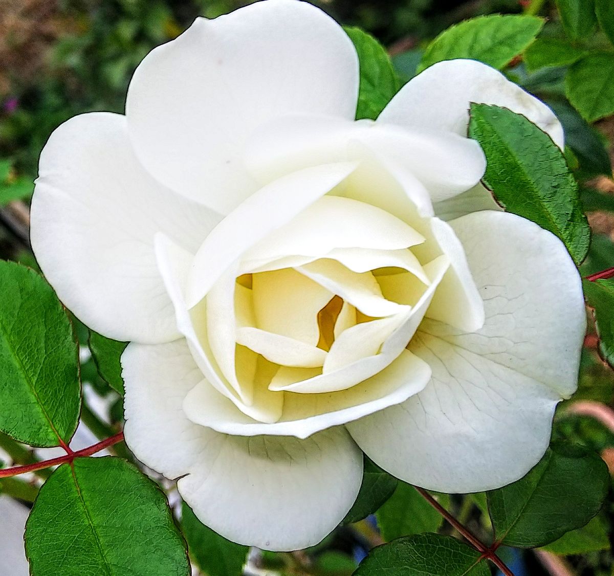 雨上がりの花たち③