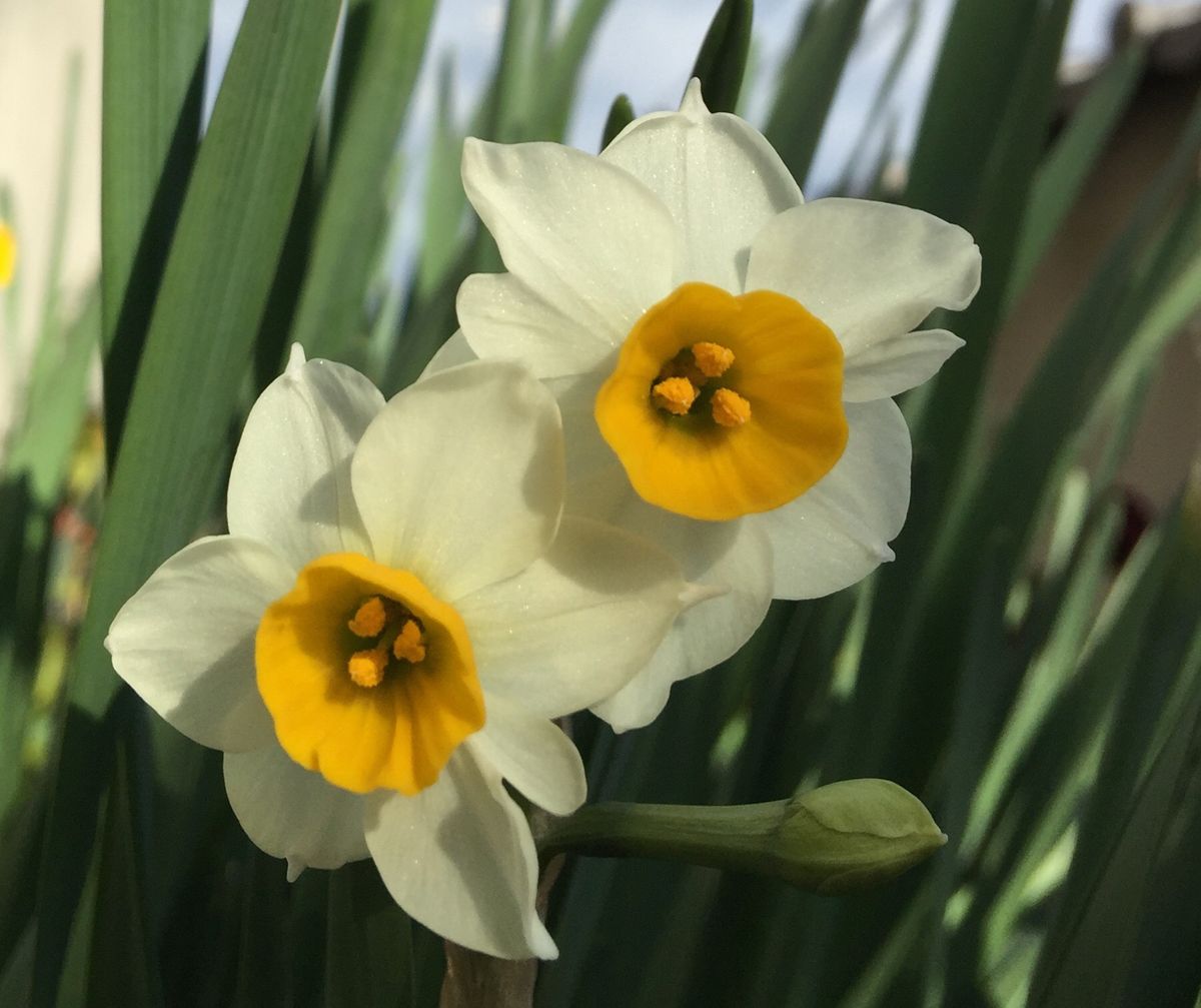 今日の花