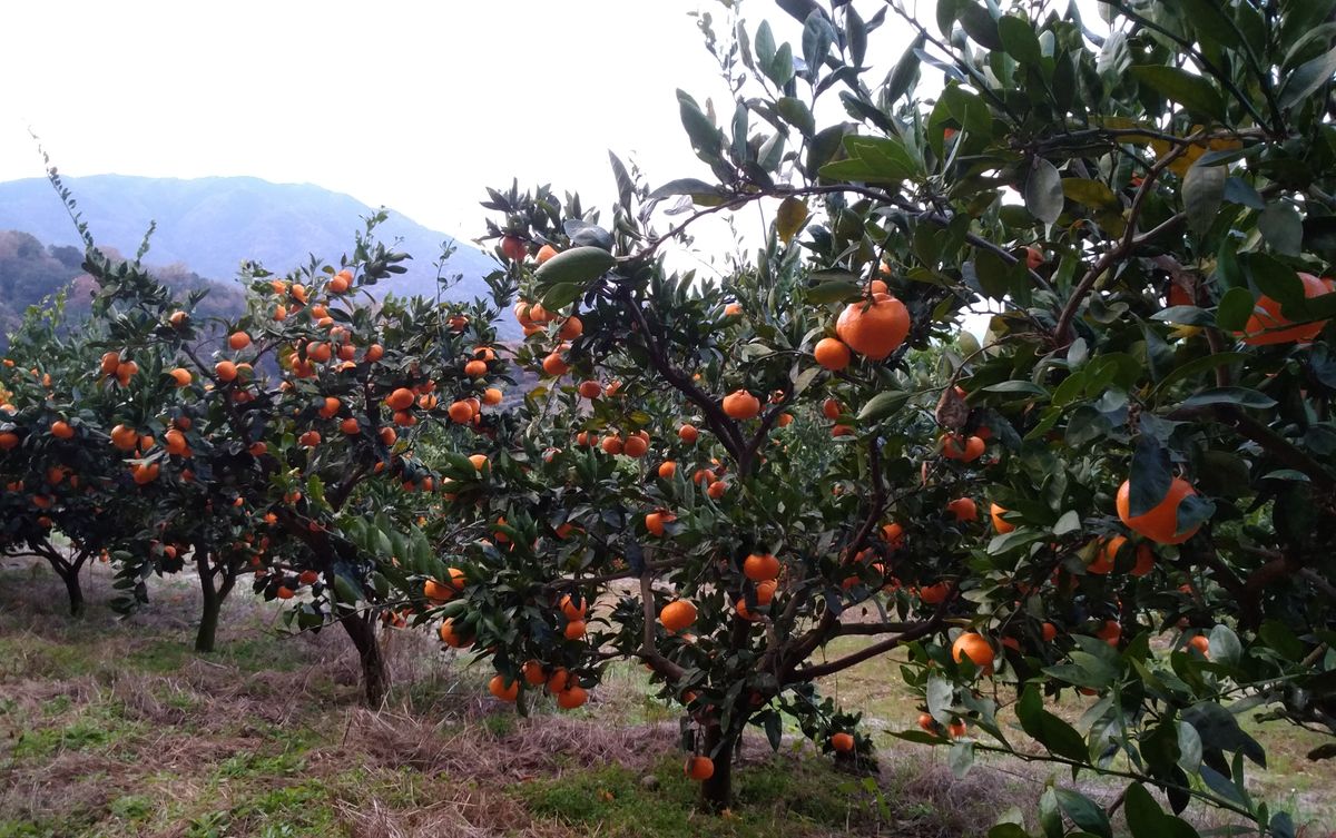 近所のミカン畑🍊