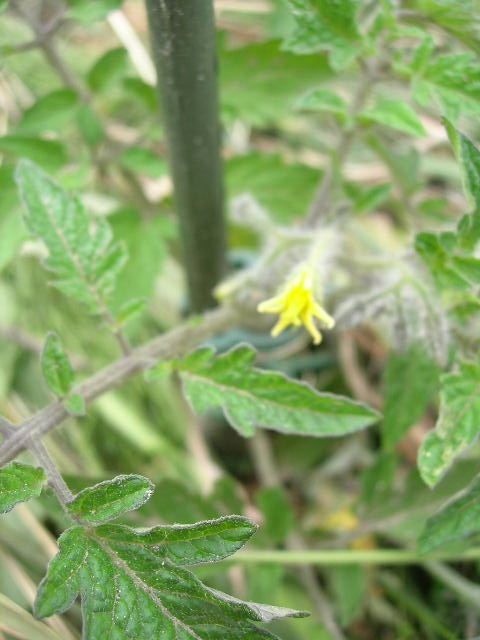 トマトに花付く