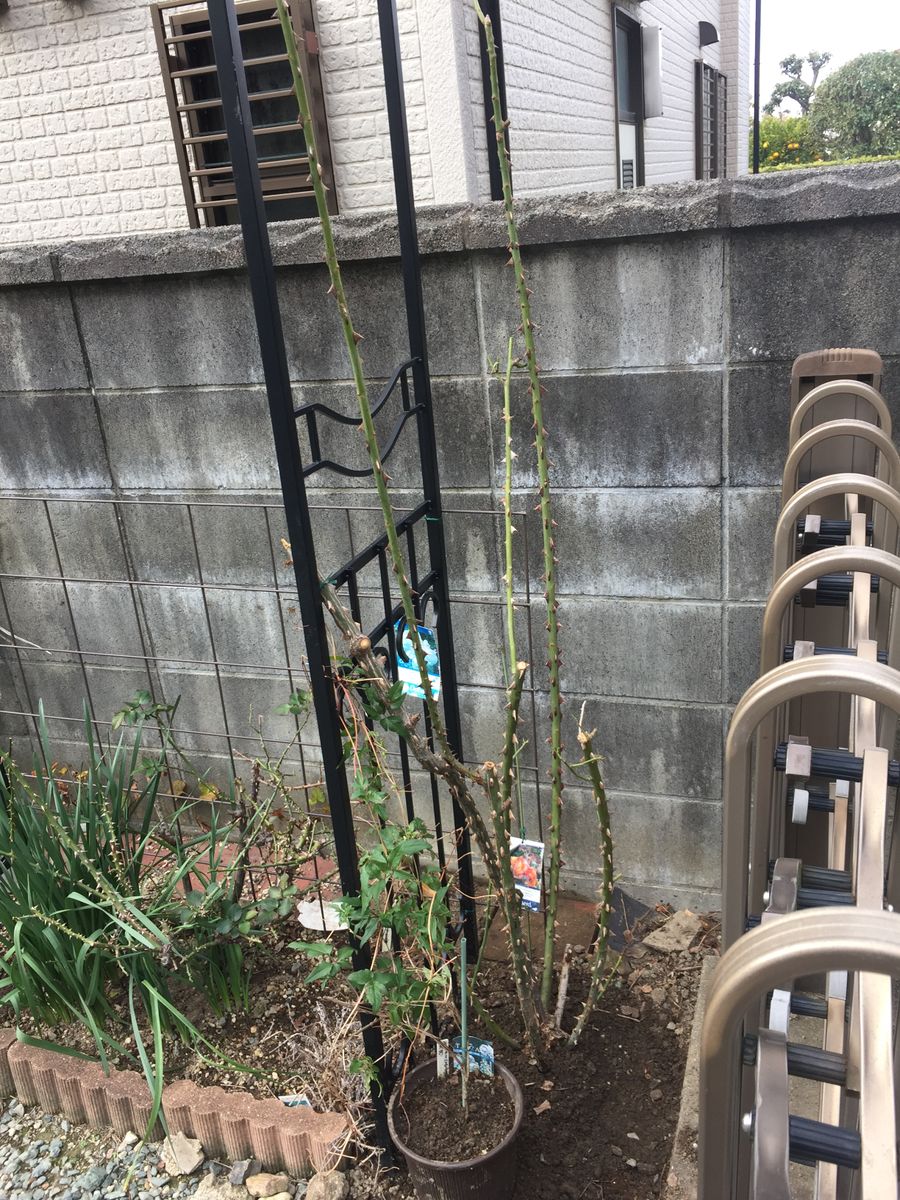 ツルバラ植え替え終了(๑･̑◡･̑๑)