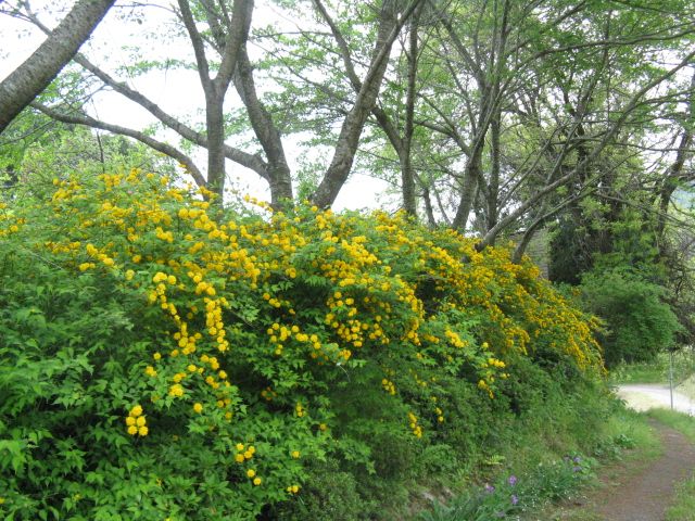 山吹が満開