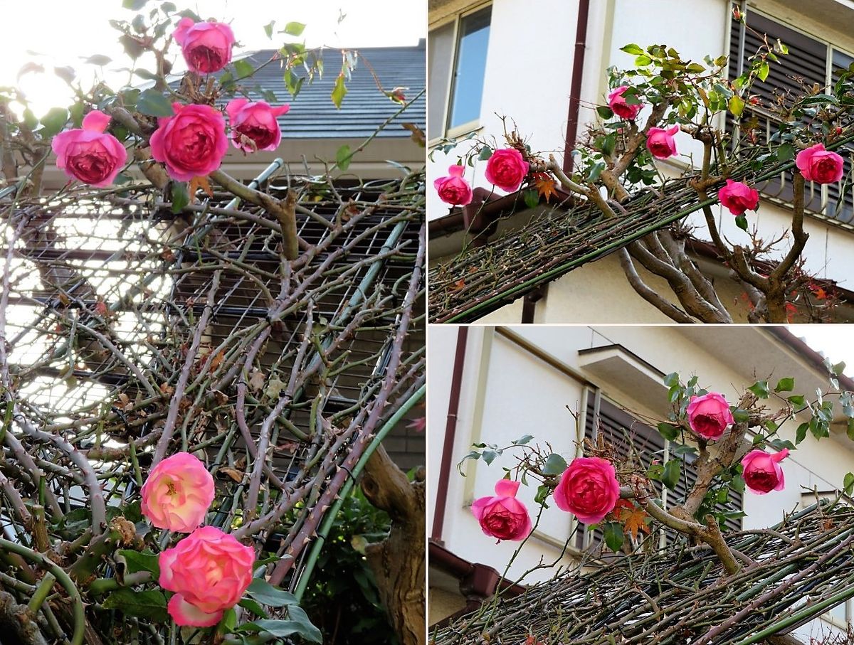 🌻今日の花たち🌻その40