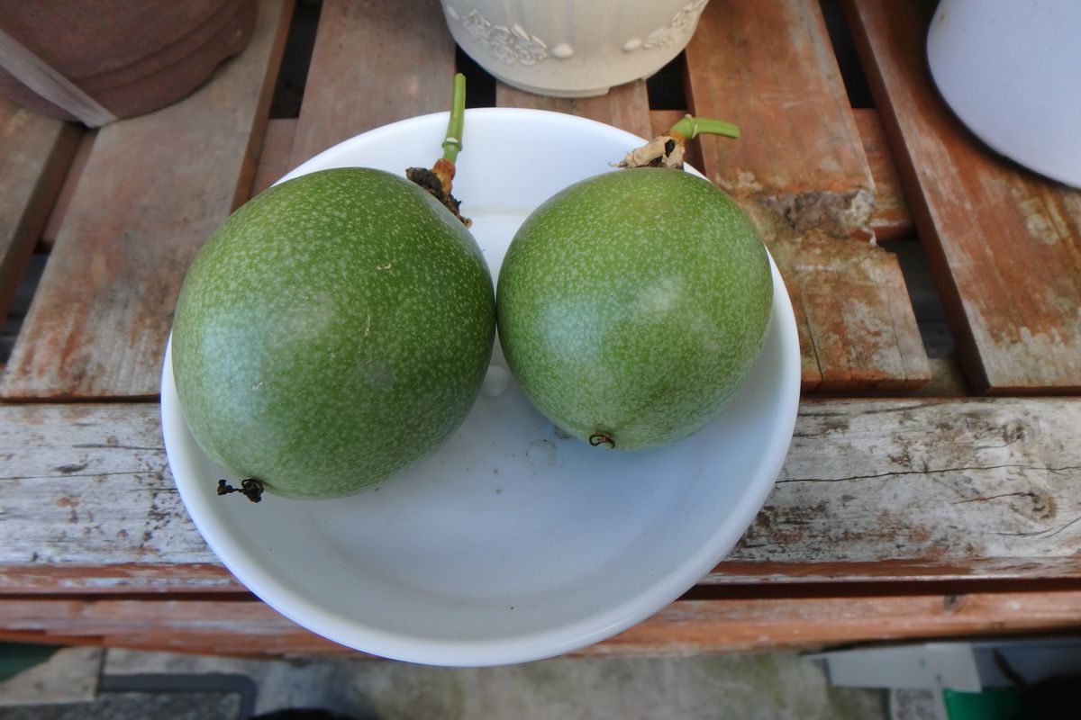 夏のお花撤去しました。