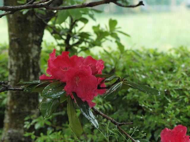 雨に咲く　２