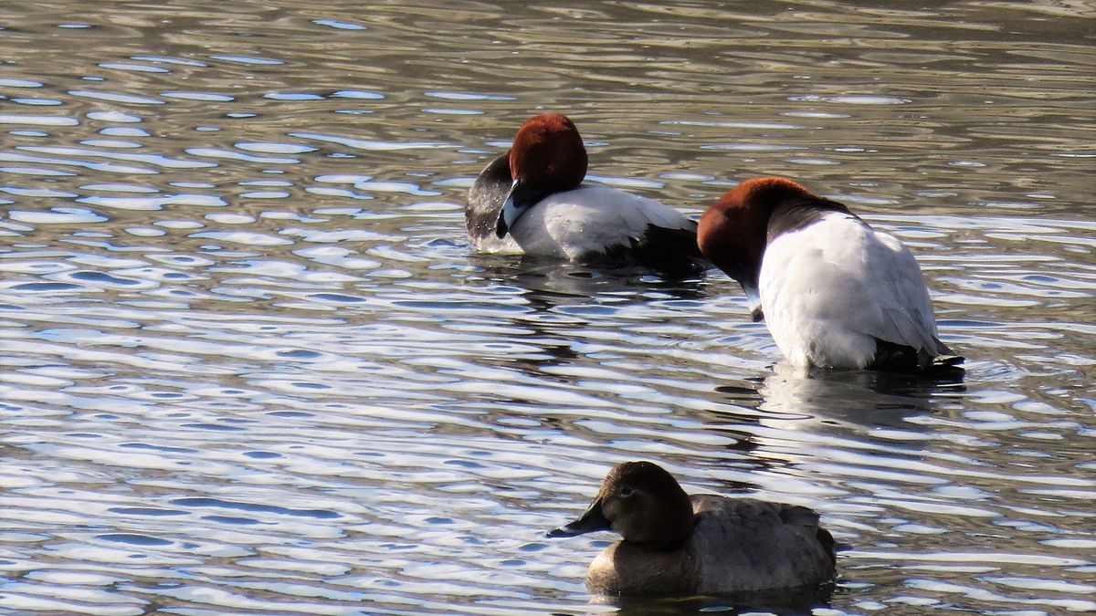 寒い日は水鳥が活発❓