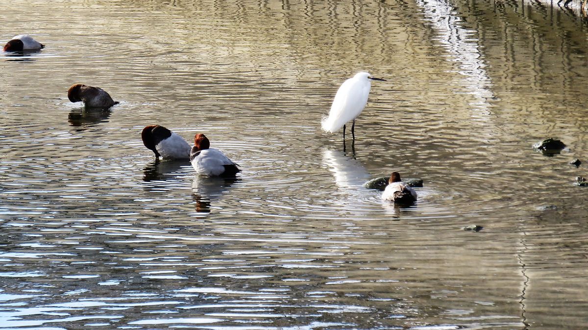 寒い日は水鳥が活発❓