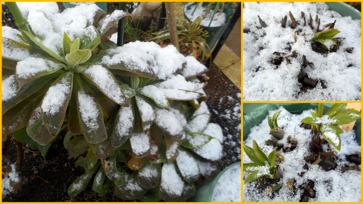 薄っすらと雪が⛄