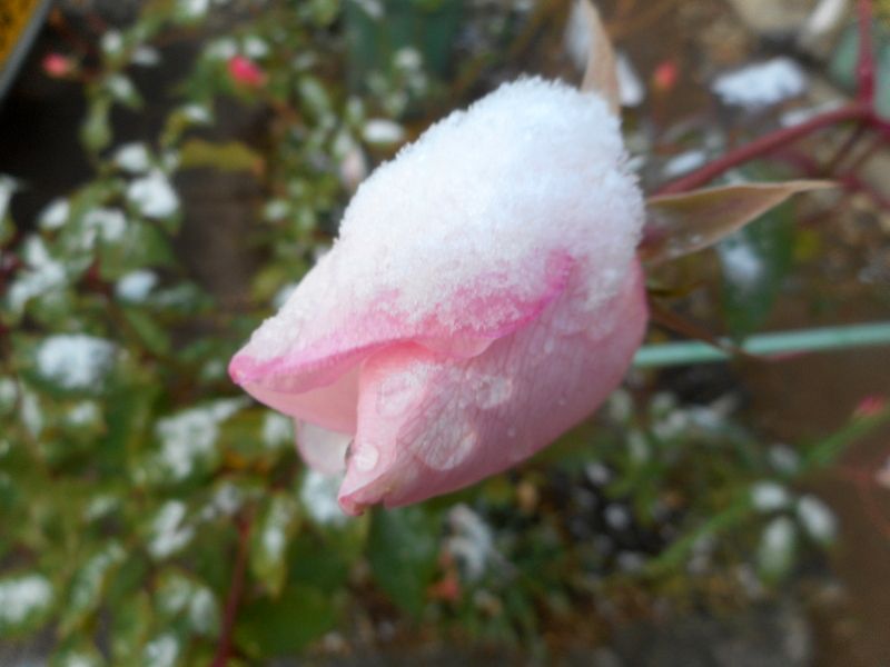 薄っすらと雪が⛄