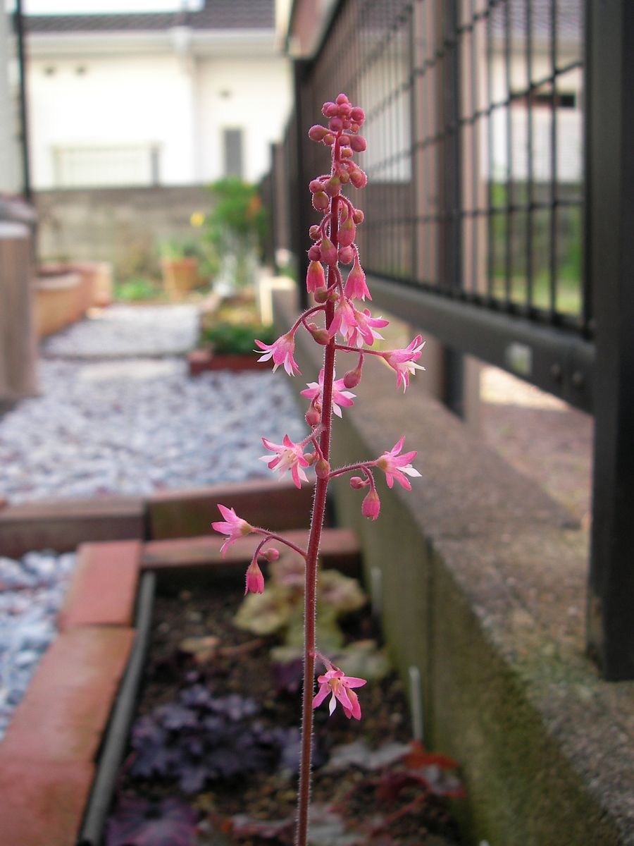 ヒューケラ2本目の花