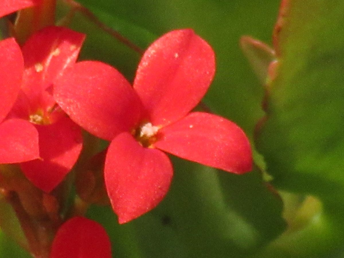 由愛(ゆめ)の花日記♪