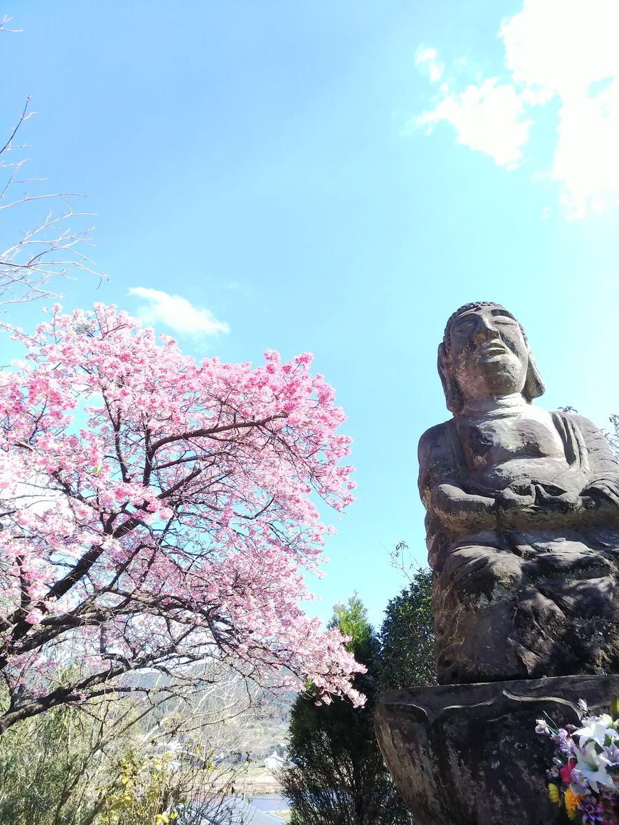 早咲きの桜🌸