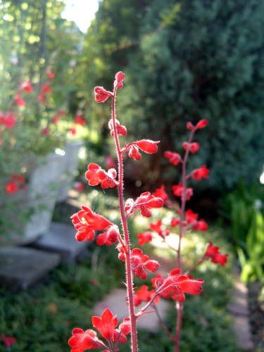 赤いお花達