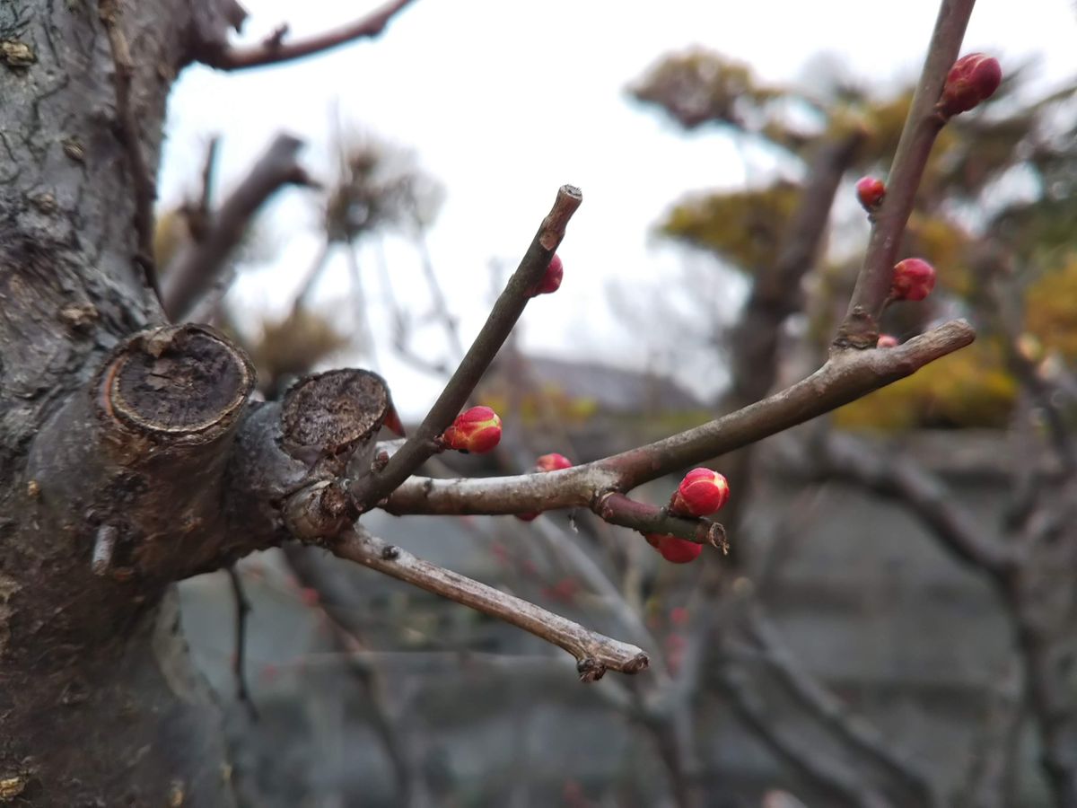 だいぶ膨らんできた？