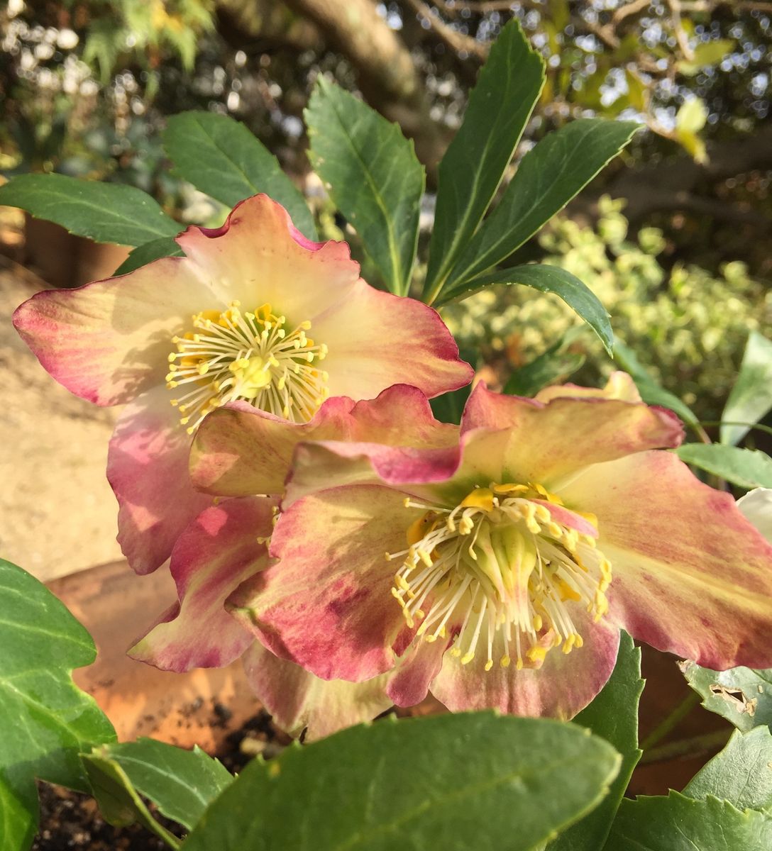 今日の花