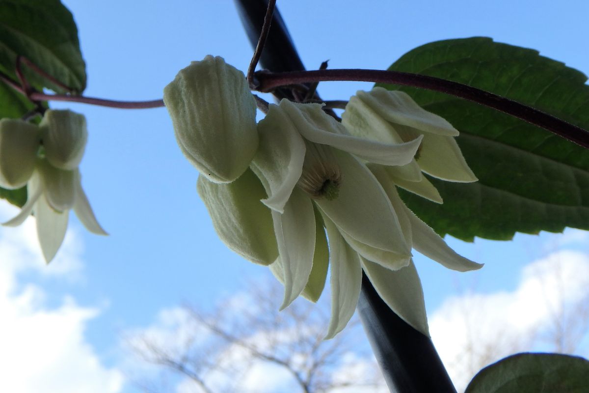 冬のお花たち（玄関前）