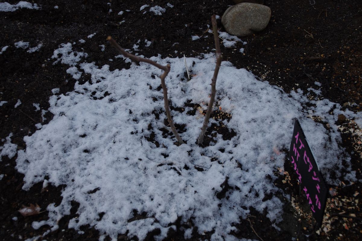 恵みの雨・雪