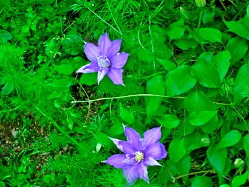 sophie'sperpetualと各種clematis