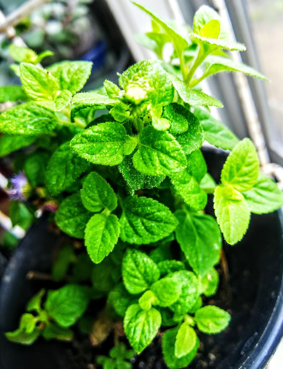 家に避難中の子に新芽が🌱