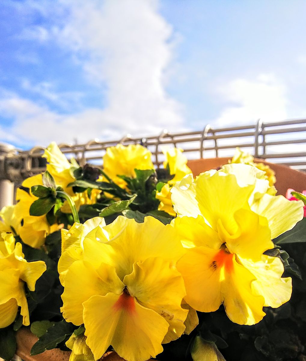 黄色いビオラが可愛く咲いています💐