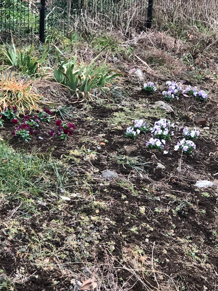 フルールに花苗をいただきましたー(^ ^)